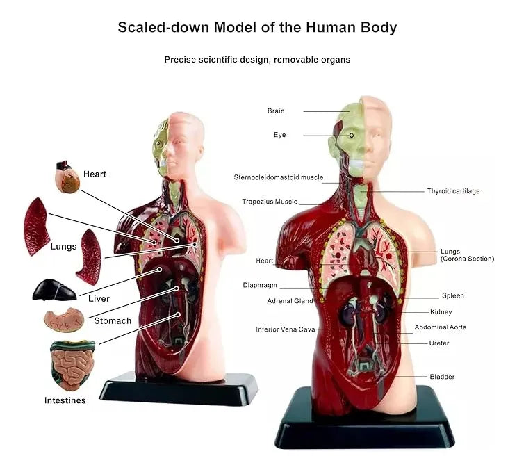 Juguete de Anatomía Cuerpo Humano 24cm - Martina Baby & Kids
